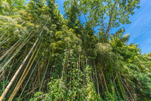 Bamboo grove with blue sky in Kanazawa, Ishikawa Prefecture, Japan