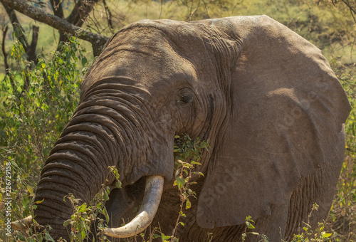 Elephant eating in the forest
