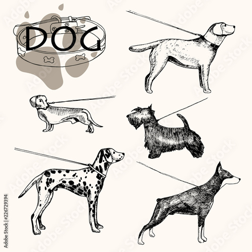 Vector illustration. hand drawn dog on a leash. Dog breeds dalmatians, doberman, scotch terrier, dachshund basset, labrador retriever