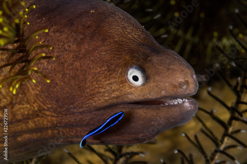 MORAY ELL