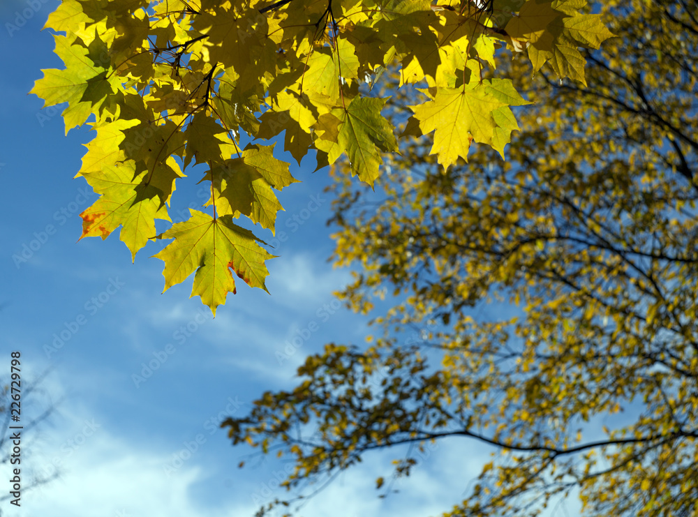 Yellow autumn maple leaves on a tree branch against the blue sky with clouds Yellow autumn maple leaves on a tree branch against the blue sky with clouds