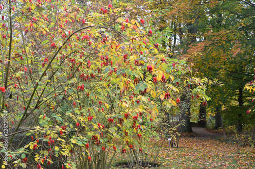 Autumn Colors Outdoor