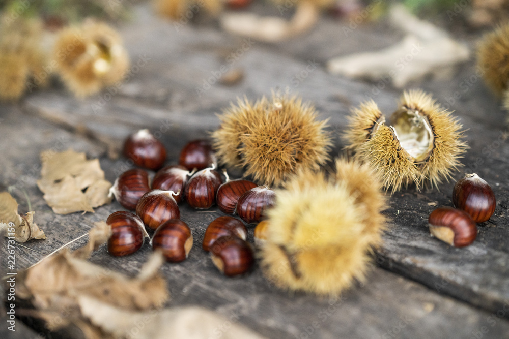 Chestnuts on wooden background with autumn leafs and chestnut burrs in a forest Chestnuts on wooden background with autumn leafs and chestnut burrs in a forest
