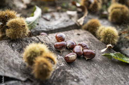 Chestnuts on wooden background with autumn leafs and chestnut burrs in a forest