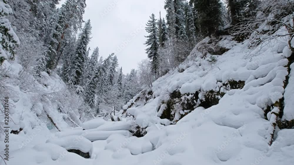 Winter taiga forest under heavy snow along Tevenek (Third river) river on the bank of Teletskoe lake