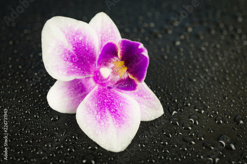 Pink orchid on black wet background with many water drops