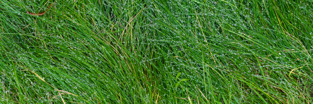 Panorama with grass and dew drops Panorama with grass and dew drops