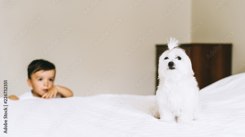 adorable little kid hiding behind bed with bichon dog sitting on foreground