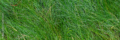 Panorama with grass and dew drops