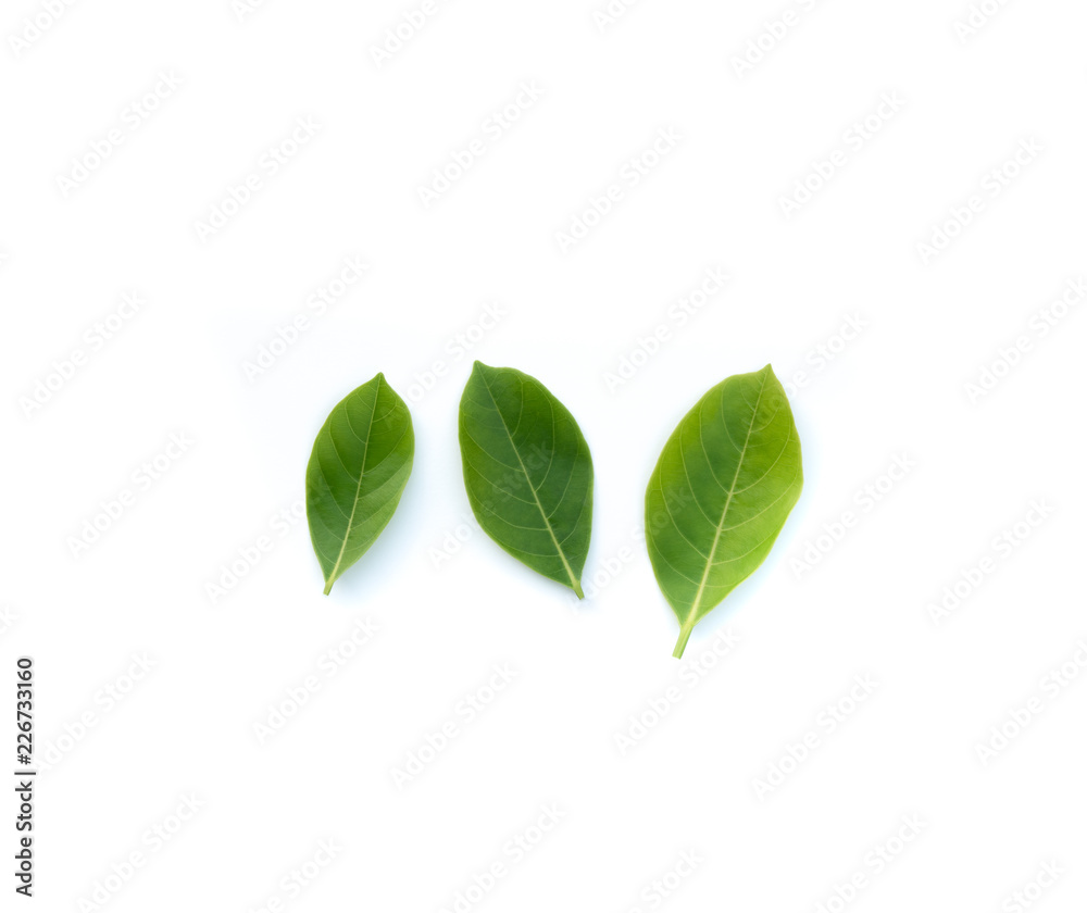 Top view green leaves on white background. Flat lay, Collection of green leaf Top view green leaves on white background. Flat lay, Collection of green leaf