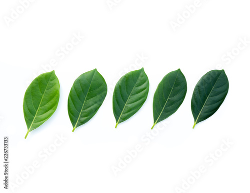 Top view green leaves on white background. Flat lay, Collection of green leaf