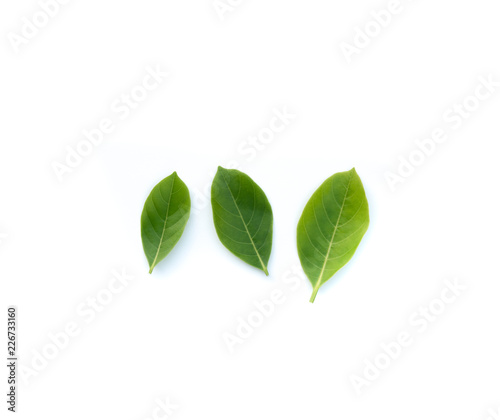 Top view green leaves on white background. Flat lay, Collection of green leaf