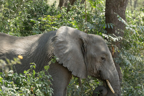 Elephant eating in the forest