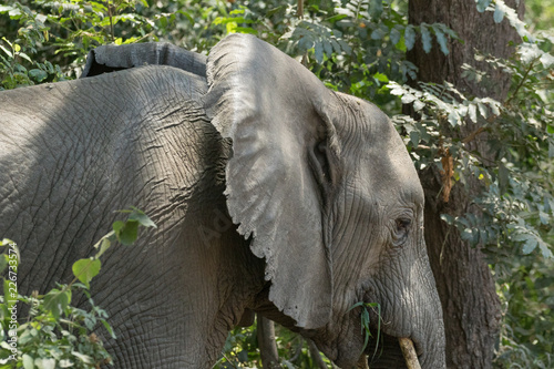 Elephant eating in the forest