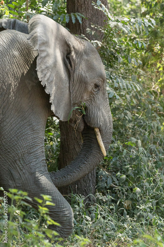 Elephant eating in the forest