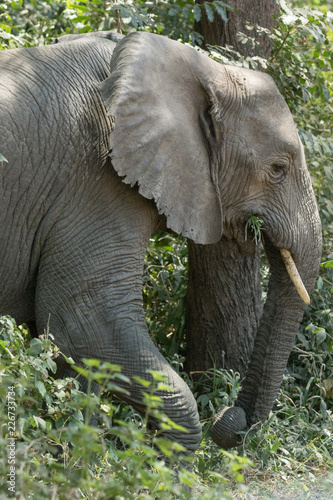 Elephant eating in the forest