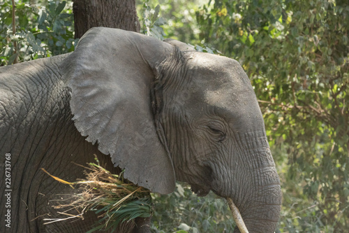 Elephant eating in the forest photo