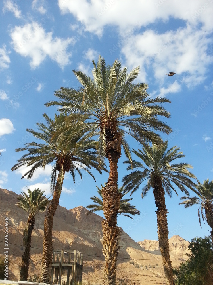Travel to Israel : desert, mountains, palms, blue sky and wonderful memories.
