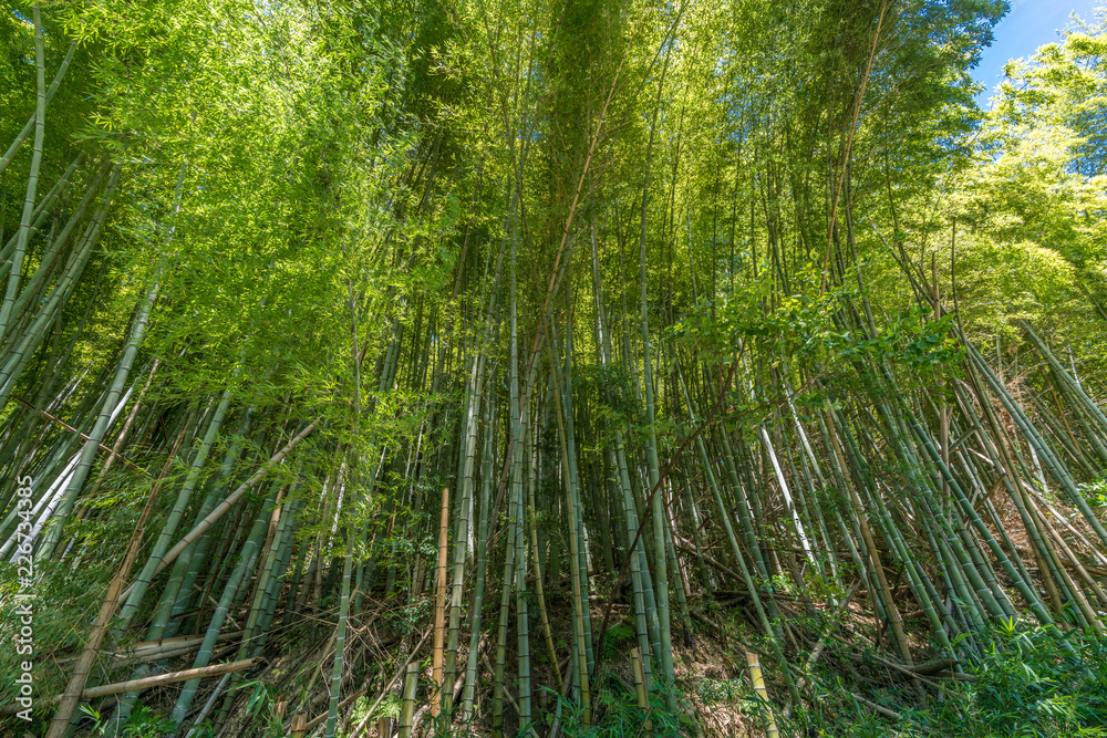 Fototapeta premium Bamboo grove with blue sky in Kanazawa, Ishikawa Prefecture, Japan
