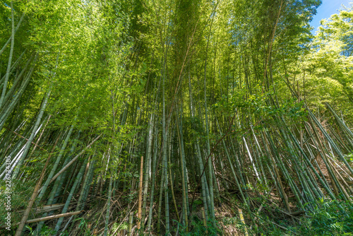 Bamboo grove with blue sky in Kanazawa, Ishikawa Prefecture, Japan photo