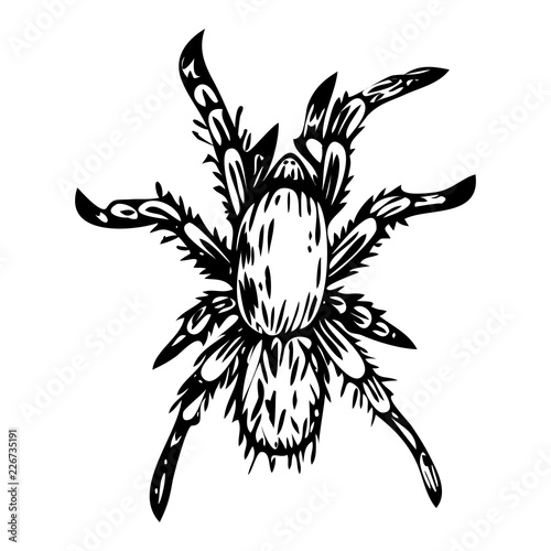 vector ink illustration of spider