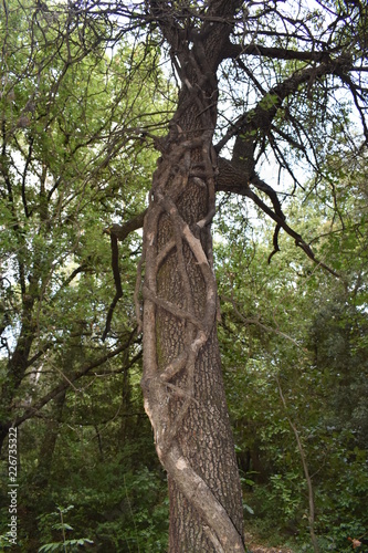 arbre enlacer