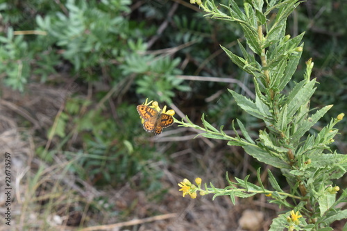 papillon