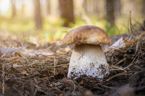 Edible wild mushroom in its natural environment