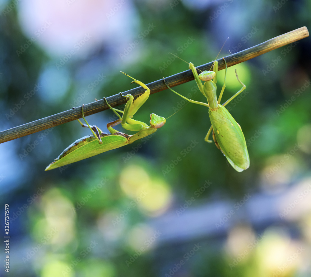 two green large praying mantis crawling along the branch two green large praying mantis crawling along the branch