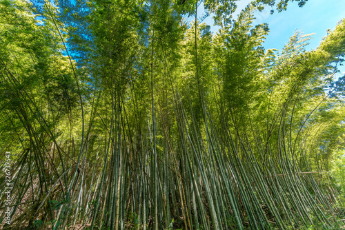Bamboo grove with blue sky in Kanazawa  Ishikawa Prefecture  Japan
