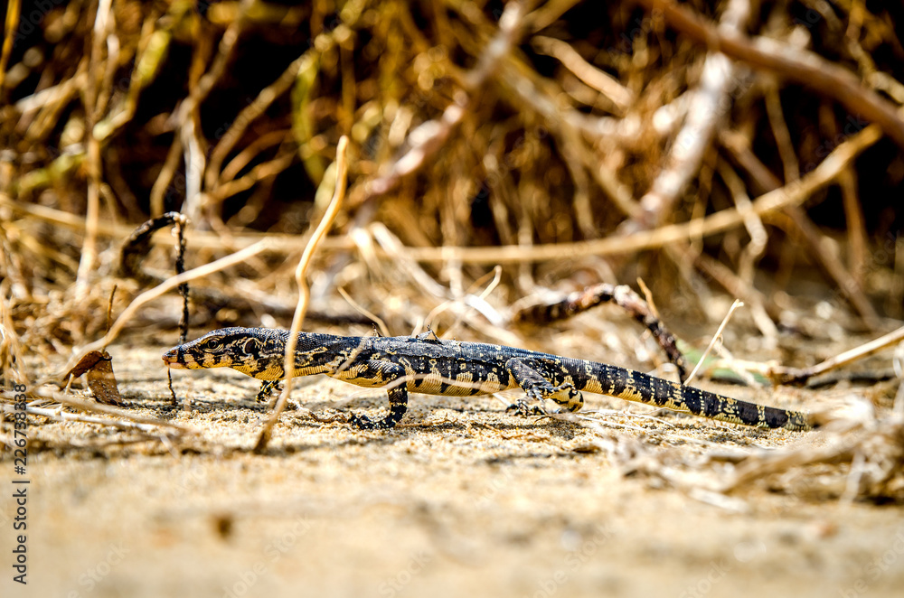 Iguana walks in the sand among the thickets.
Iguana walks in the sand among the thickets.