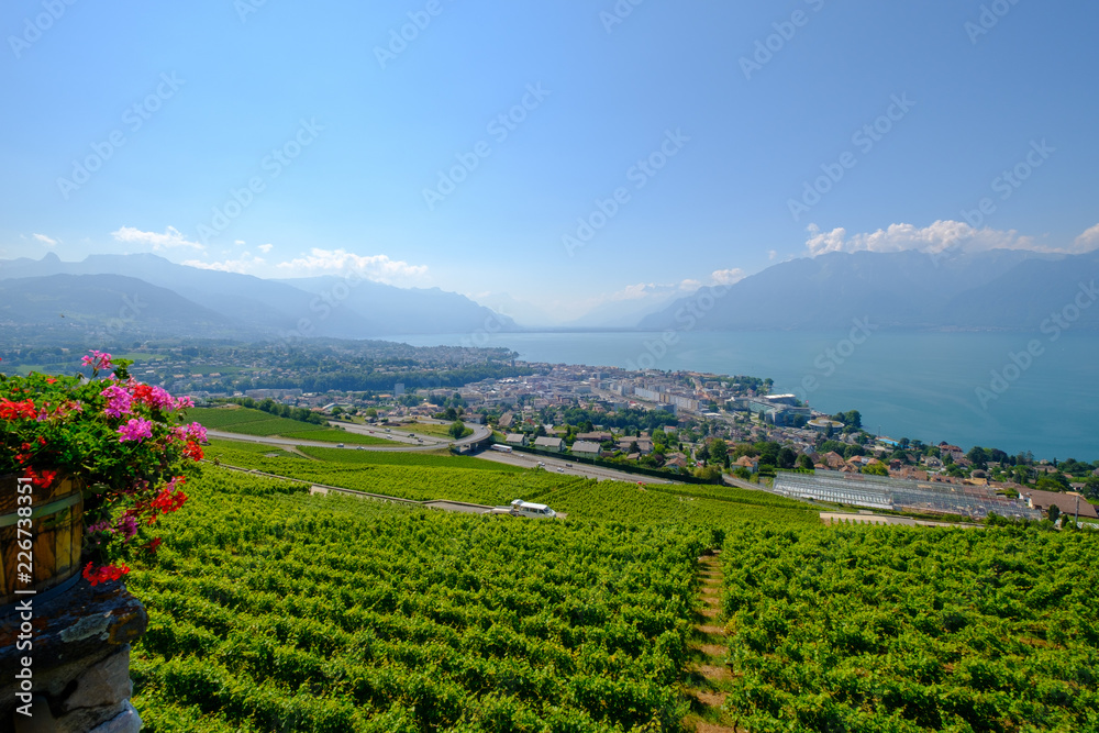 Obraz premium Top view to vineyards near Vevey at Geneva lake, Switzerland