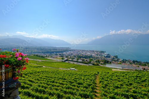 Top view to vineyards near Vevey at Geneva lake, Switzerland