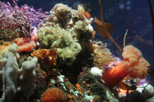 Underwater Reef At Monterey Bay Aquarium