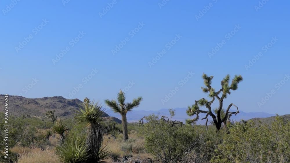 The Joshua Tree National Park in southeastern California, USA, 2017 The Joshua Tree National Park in southeastern California, USA, 2017
