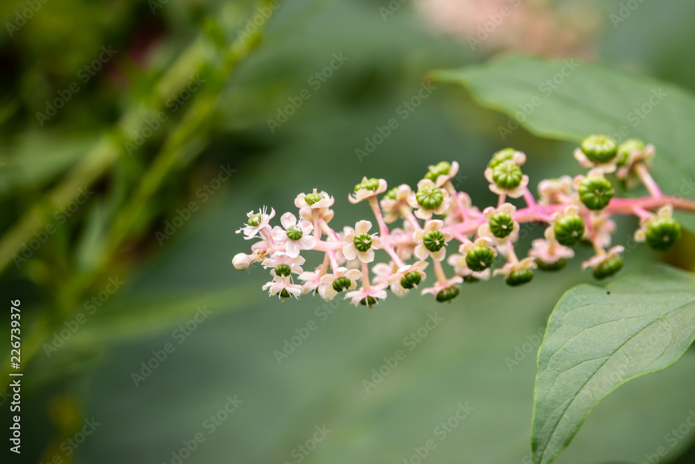American Pokeweed Flowers in Bloom American Pokeweed Flowers in Bloom