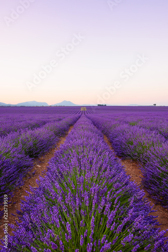 Lavender field Provance France at sunrise. Infinite blossoming lavender bushes rows to the mountains on horizon.