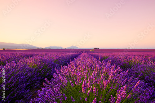 Beautiful lavender fields at sunrise Provence France focus on foreground