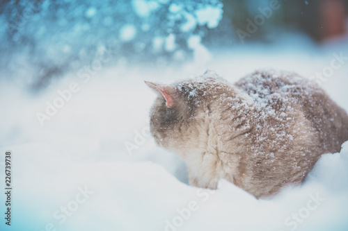 Siamese cat walking in deep snow during a snowfall