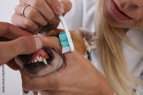 Fototapeta Naklejka Na Ścianę i Meble -  Pets and dental care. Veterinarian clening dog's teeth with toothbrush in animal clinic