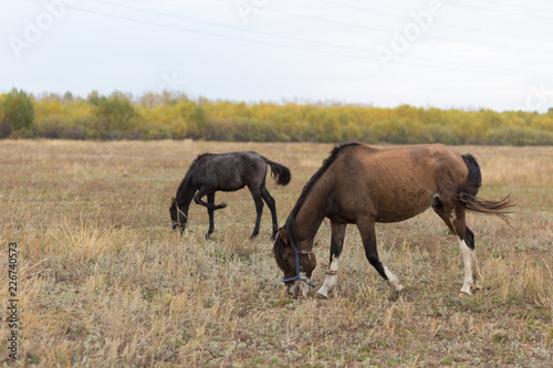 two brown mares in the field
