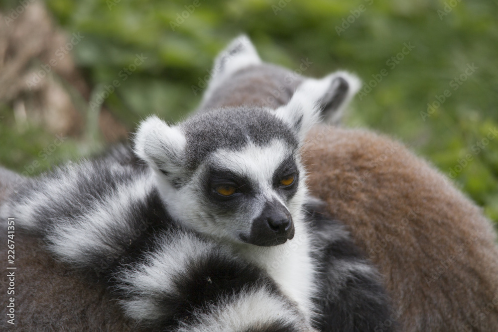 The Ring-tailed Lemur cuddle up to sleep in a meadow together The Ring-tailed Lemur cuddle up to sleep in a meadow together