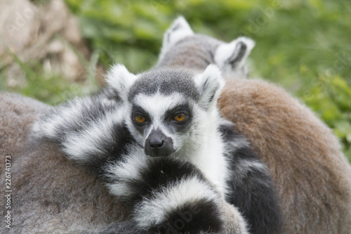 The Ring-tailed Lemur cuddle up to sleep in a meadow together © were