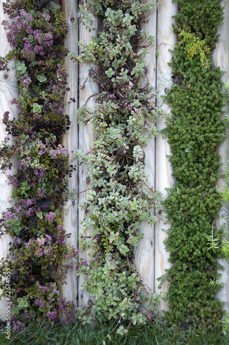 wall of plants in the garden, beautiful decor