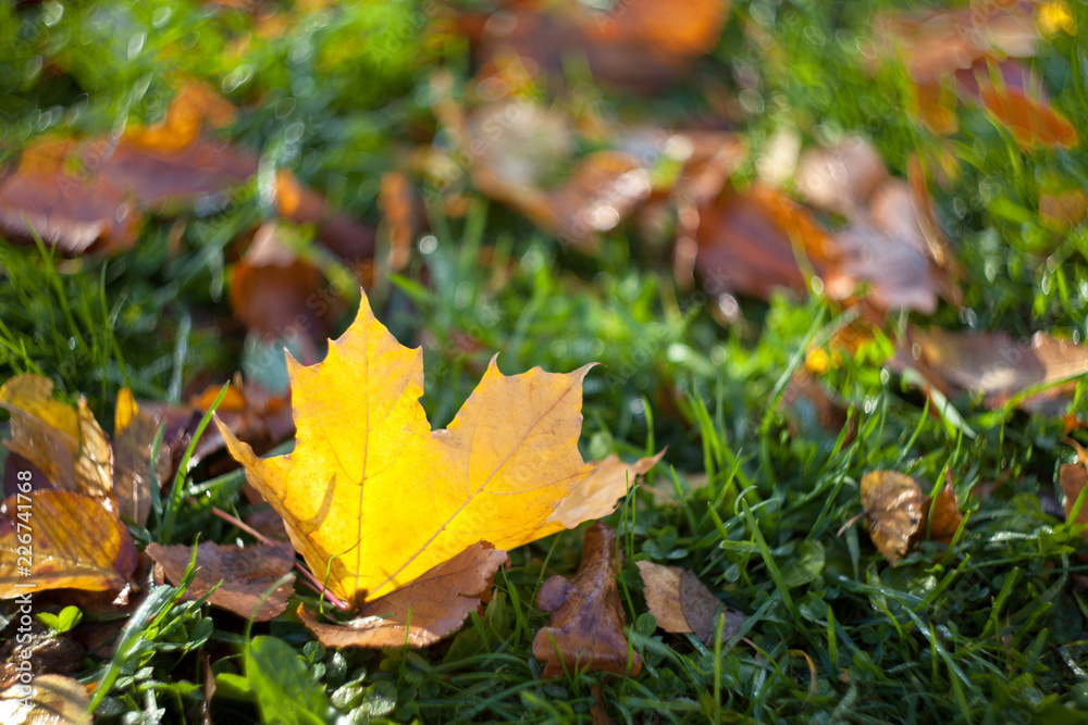 Yellow autumn maple leaf lying on the grass with a blurred background Yellow autumn maple leaf lying on the grass with a blurred background