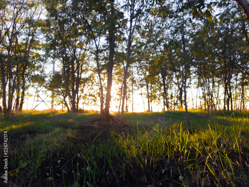 Early morning in the forest / The sun rising behind rare trees in forest. Dawn behind rare trees in the forest , early morning sunlight in green foliage lightening forest glade