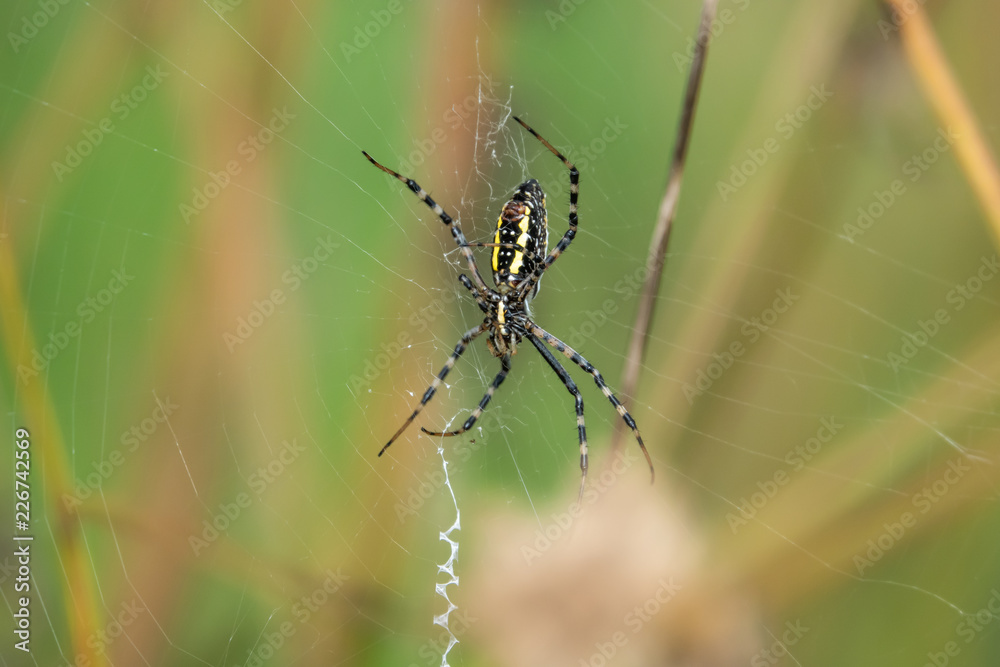 Banded Garden Spider on Web Banded Garden Spider on Web