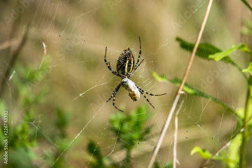 Banded Garden Spider With Prey