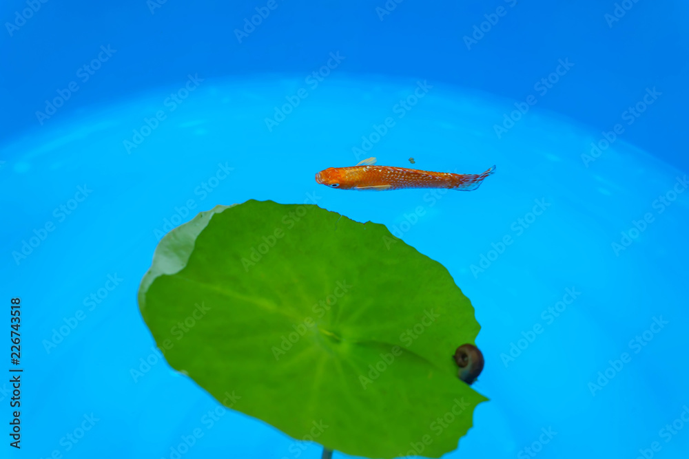 The orange fish in the blue pond.
