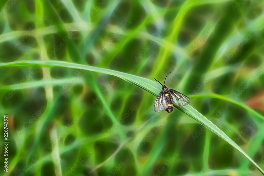 Naklejka premium The insect on the grass on a nature background.